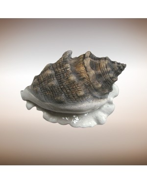 Керамическая морская раковина 