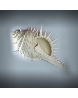 Керамическая морская раковина 
