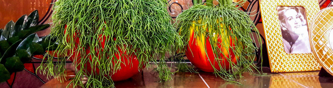 Керамічні горщики та вазони для рослин